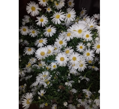 Айстра осіння Маунт еверест ( Aster tongolensis Mount everest)
